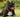 Help Your Dog Maintain a Healthy Smile & Fresh Breath